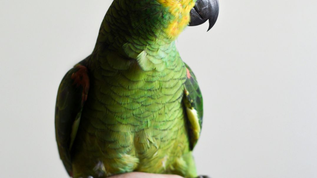 ⁣Amazing Funny Parrot