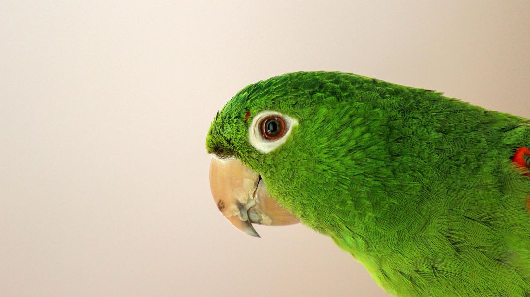 ⁣Amazing Funny Parrot Cutenest