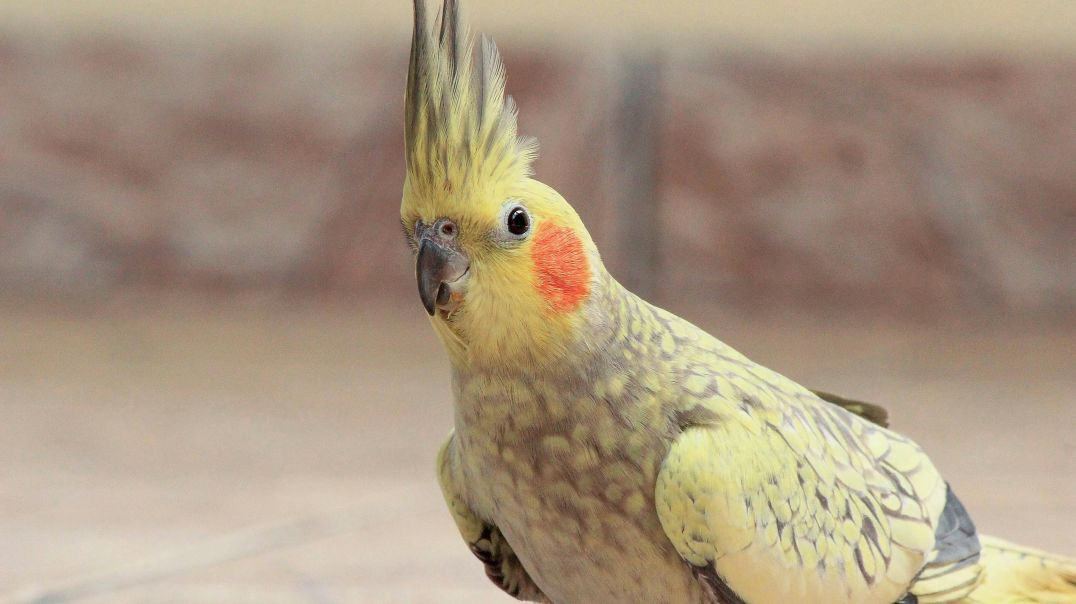 ⁣Top Amazing Funny Parrot