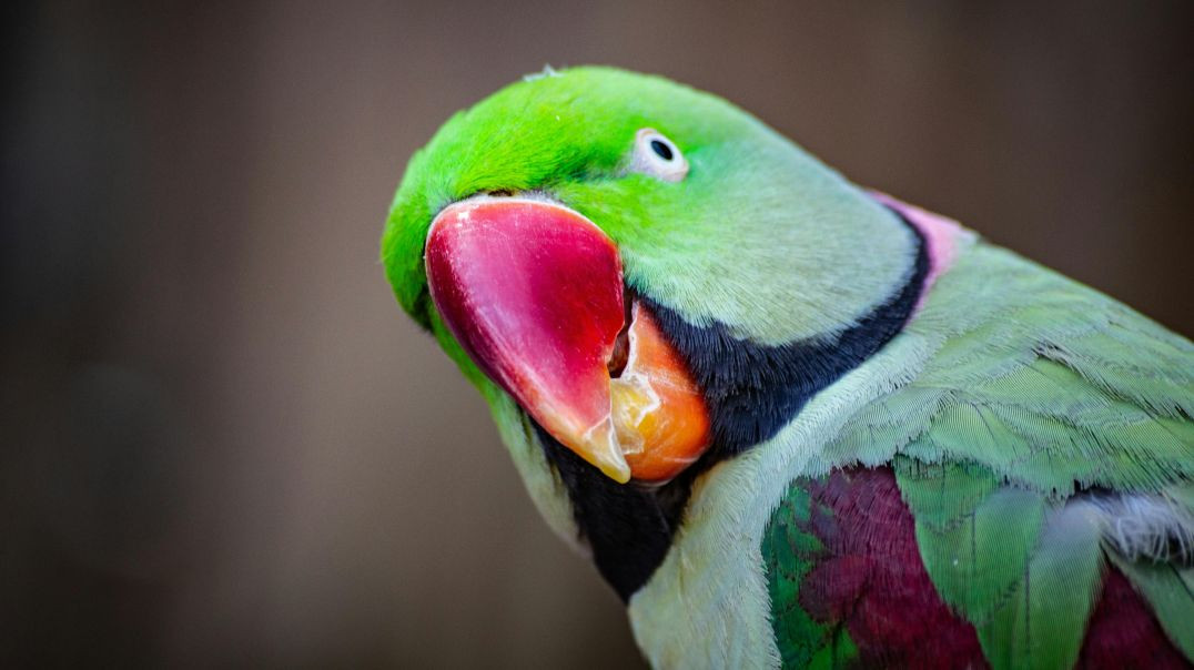 ⁣Hilarious Amazing Funny Parrot