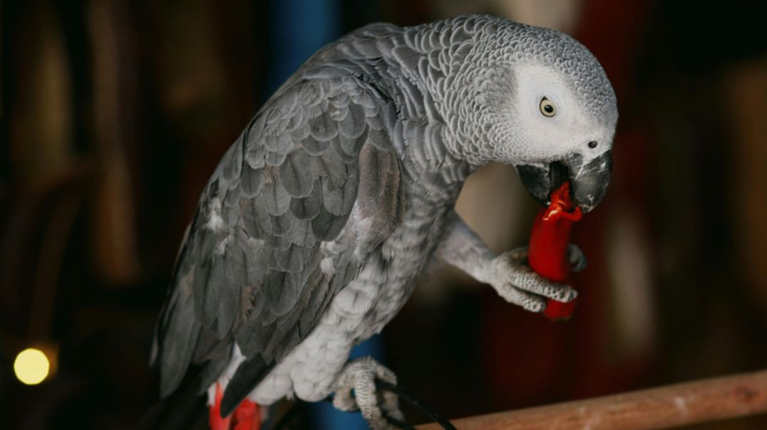 Most Cutenest and Funny Parrot Moments